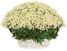 Цветочная композиция из Ромашки в корзине #REPLACE_PRED# Старое Дрожжаное
